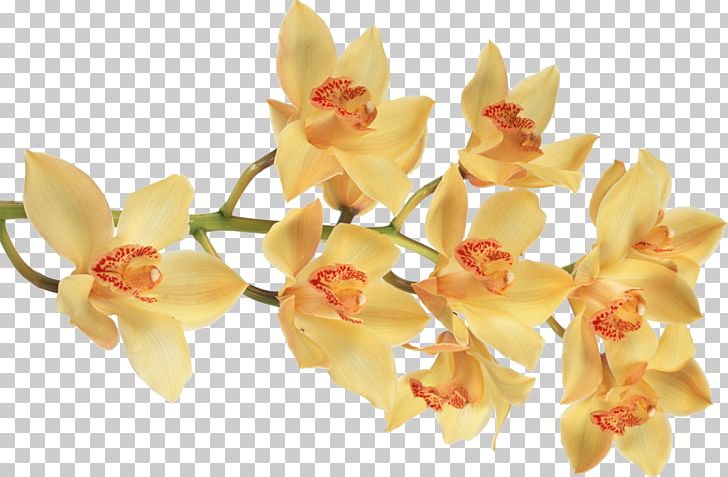 Moth Orchids Butterfly Cut Flowers PNG, Clipart, Blue, Butterfly, Cut Flowers, Desktop Wallpaper, Flower Free PNG Download