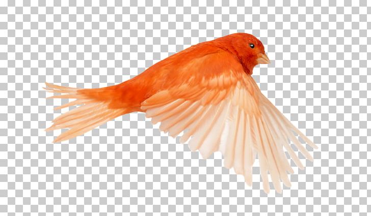 Red Factor Canary Bird Stock Photography European Serin Brimstone Canary PNG, Clipart, Atlantic Canary, Beak, Bird, Domestic Canary, European Serin Free PNG Download