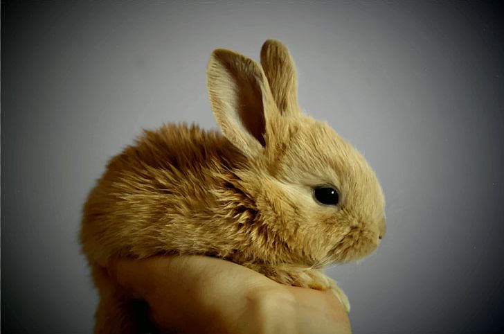Domestic Rabbit Cuteness Dwarf Rabbit PNG, Clipart, Animal, Animals, Com, Cuteness, Desktop Wallpaper Free PNG Download