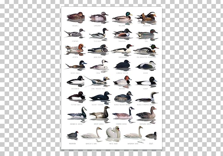 Duck Bird Goose Waterfowl Identification American Pekin PNG, Clipart, American Pekin, Animals, Anseriformes, Beak, Bird Egg Free PNG Download