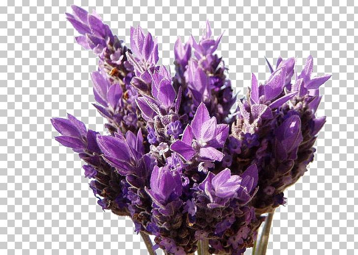 English Lavender French Lavender Patchouli Essential Oil Cube PNG, Clipart, Art, Cube, Cut Flowers, English Lavender, Essential Oil Free PNG Download