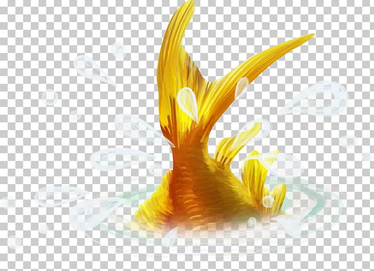 2018 Burning Man Carassius Auratus Fish PNG, Clipart, Animals, Aquarium Fish, Beak, Computer Wallpaper, Creative Free PNG Download