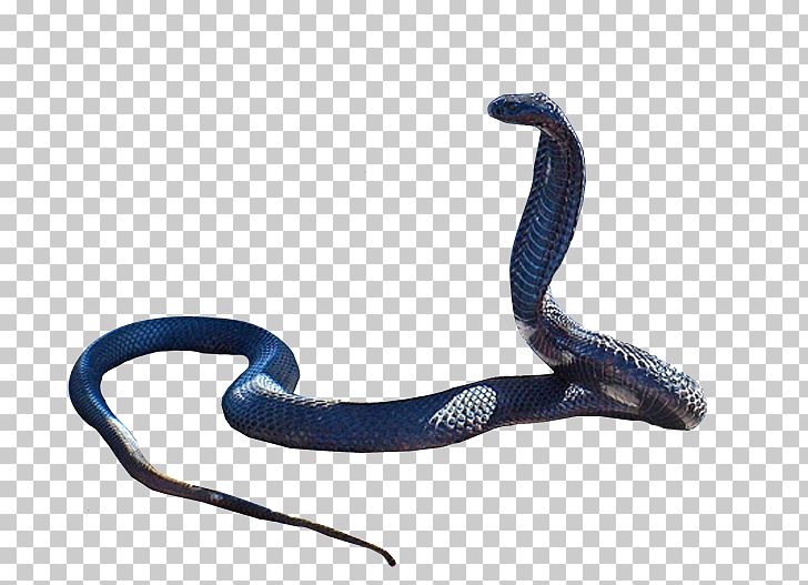 Snake King Cobra PNG, Clipart, Akitainu, Animals, Biodiversidad, Black Mamba, Black Rat Snake Free PNG Download