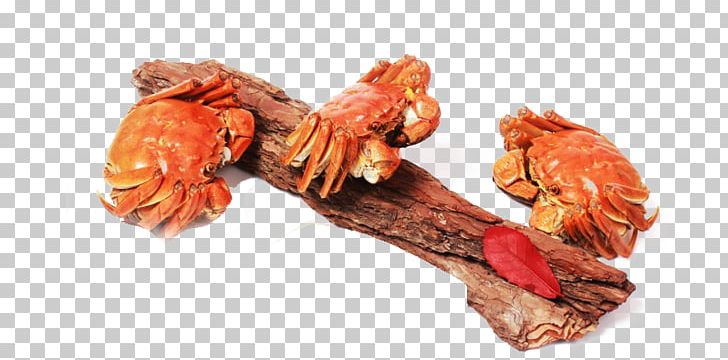 Crab Seafood Lobster PNG, Clipart, Animals, Animal Source Foods, Autumn Tree, Branches, Chinese Mitten Crab Free PNG Download