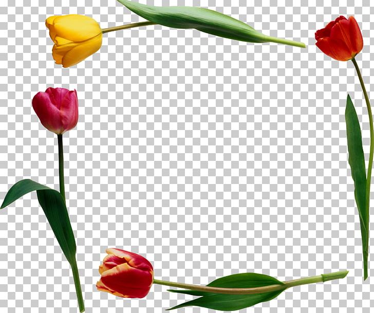 Flower Tulip PNG, Clipart, Bud, Cut Flowers, Floristry, Flower, Flowering Plant Free PNG Download