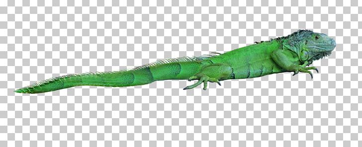 Lizard Reptile Chameleons Green Iguana PNG, Clipart, Animal Figure, Animals, Chameleons, Common House Gecko, Common Iguanas Free PNG Download