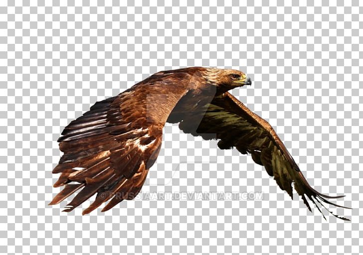Bird Golden Eagle Bald Eagle Desktop PNG, Clipart, 4k Resolution, Accipitriformes, Bald Eagle, Beak, Bird Free PNG Download