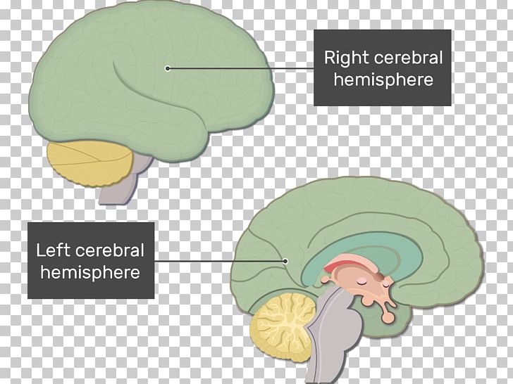 Brainstem Human Brain Nervous System Function PNG, Clipart, Anatomy, Brain, Brainstem, Cerebral Hemisphere, Cerebrum Free PNG Download
