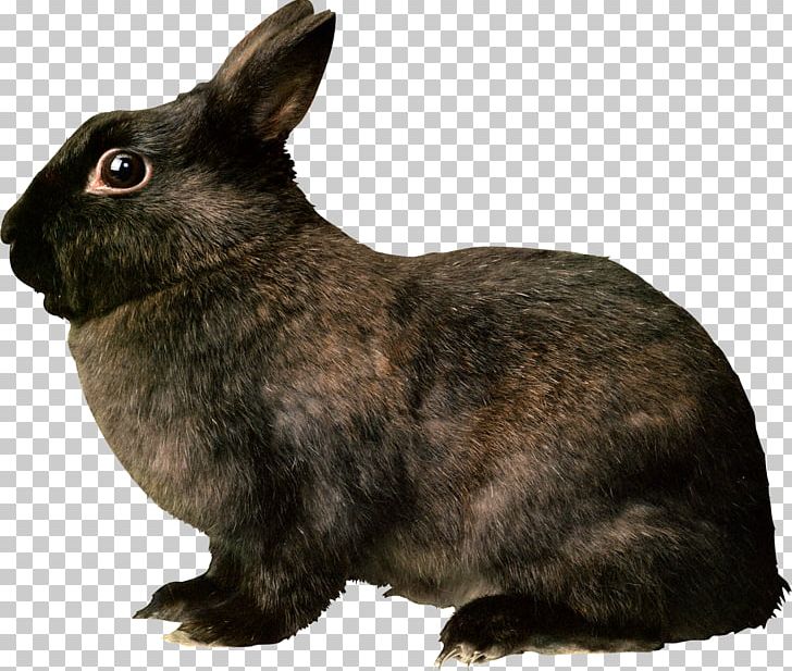Domestic Rabbit Hare Rodent Portable Network Graphics PNG, Clipart, Animals, Bunny, Domestic Rabbit, European Rabbit, Fauna Free PNG Download
