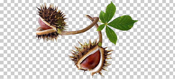 European Horse-chestnut Stock Photography Conkers PNG, Clipart, Aesculus Chinensis, Aesculus Hippocastanum, Annatto, Buckeyes, Can Stock Photo Free PNG Download