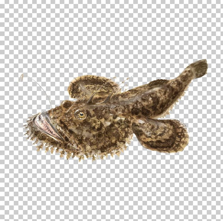 Fishing Angler Merluccius Merluccius Hake PNG, Clipart, Angler, Angling, Animals, Fish, Fishing Free PNG Download