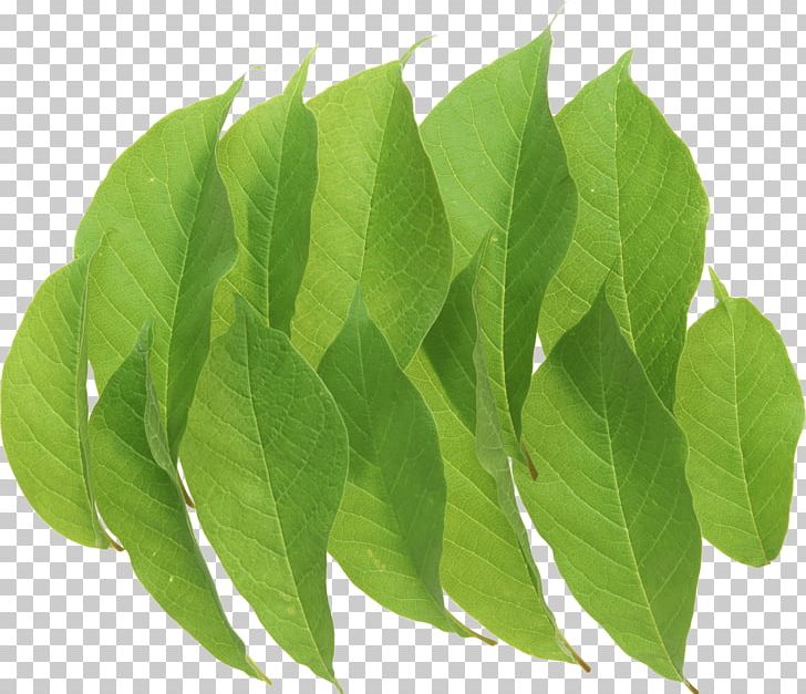 Leaf Icon PNG, Clipart, Art Green, Beautiful, Cat, Clip Art, Clipping Path Free PNG Download