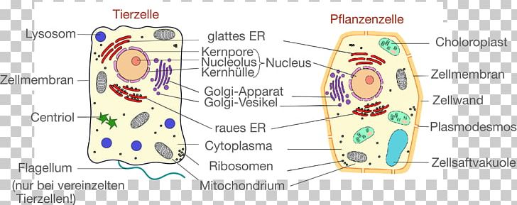 Plant Cell Cèl·lula Animal Cell Biology PNG, Clipart, Animal, Area, Art,  Biology, Cell Free PNG