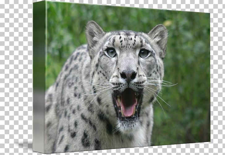 Snow Leopard Whiskers Snout Terrestrial Animal PNG, Clipart, Animal, Animals, Big Cats, Carnivoran, Cat Like Mammal Free PNG Download