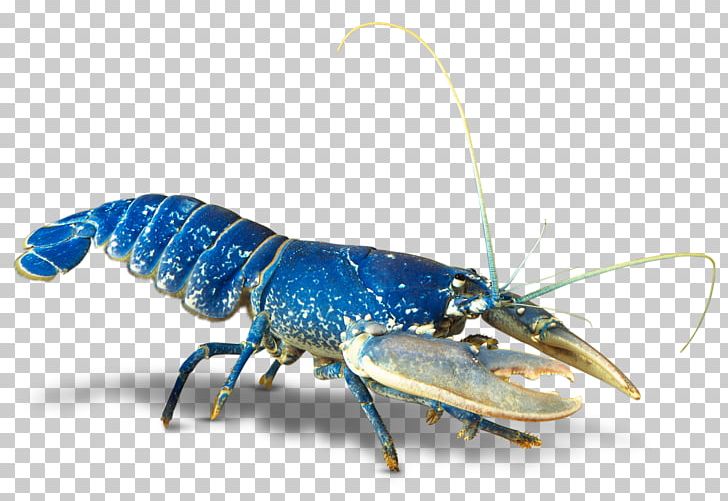 What Are Crustaceans? Crab Lobster Invertebrate PNG, Clipart, American Lobster, Animal, Animals, Animal Source Foods, Arthropod Free PNG Download