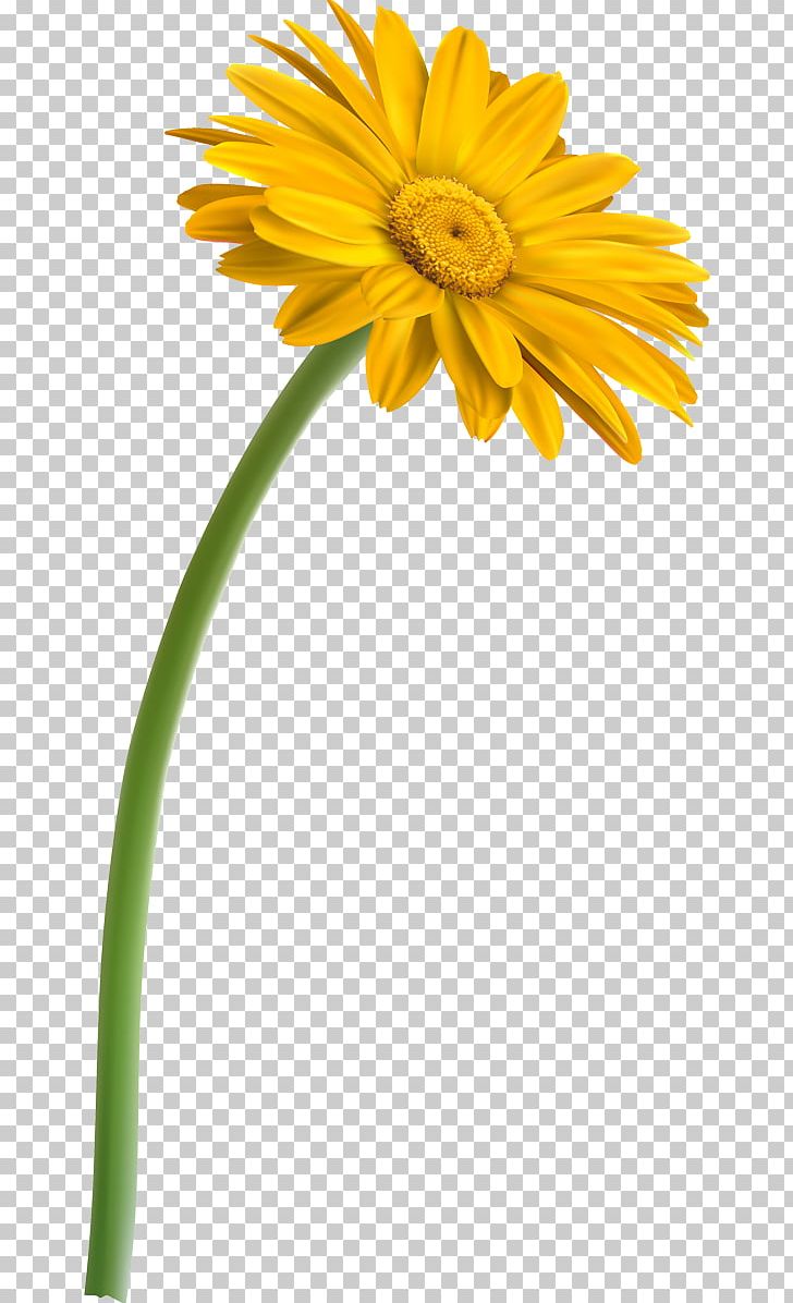 Yellow Transvaal Daisy Red Green PNG, Clipart, Artworks, Camomile, Color, Cut Flowers, Daisy Free PNG Download
