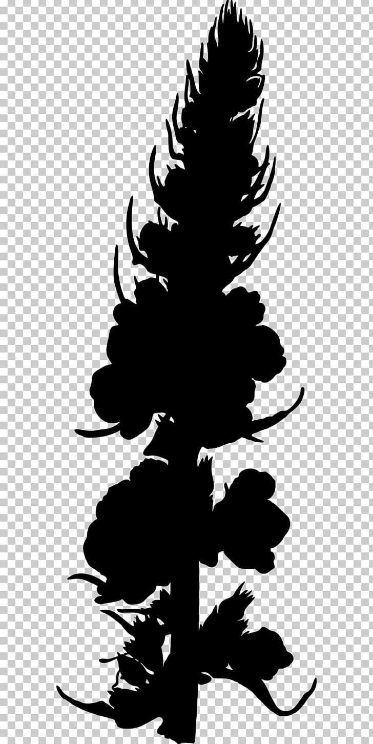Medicinal Plants Verbascum Nigrum Photography PNG, Clipart, Black And White, Branch, Conifer, Drawing, Fir Free PNG Download