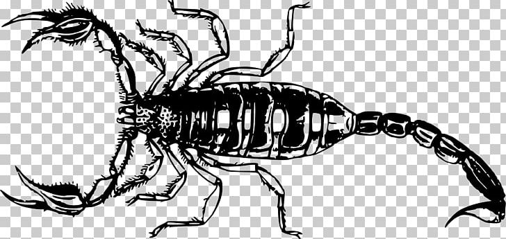Scorpion PNG, Clipart, Arachnid, Artwork, Black And White, Computer Icons, Decapoda Free PNG Download