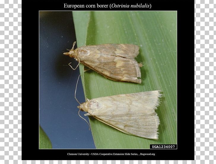 European Corn Borer European Union Genetically Modified Maize Field Corn PNG, Clipart, Agriculture, Arthropod, Bacillus Thuringiensis, Bombycidae, Butterflies And Moths Free PNG Download