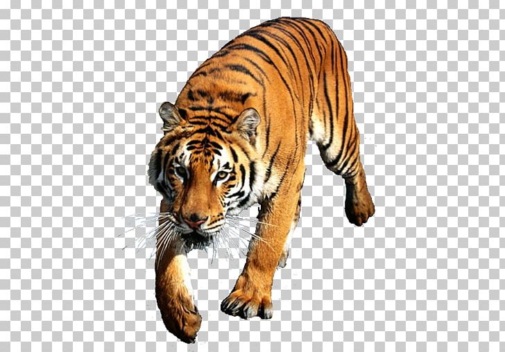 Felidae Siberian Tiger Desktop Bengal Tiger Indochinese Tiger PNG, Clipart, Animal, Animals, Bengal Tiger, Big Cats, Carnivoran Free PNG Download