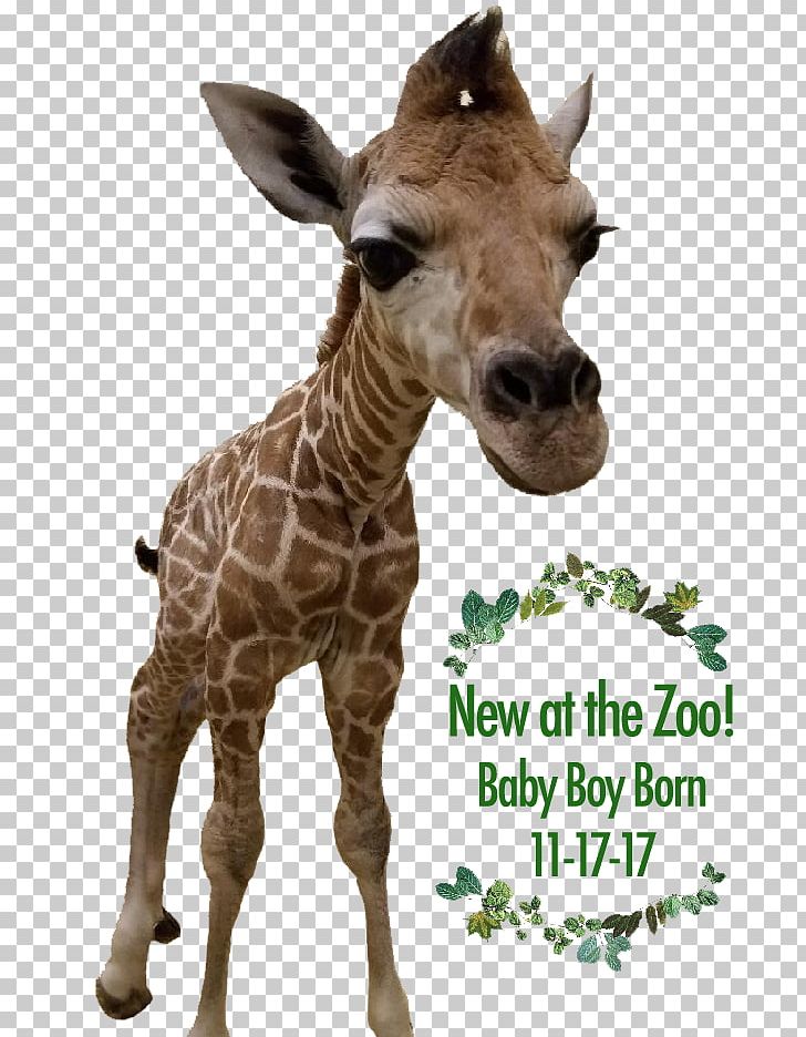 Giraffe Cape May County Park & Zoo Wedding Invitation Convite PNG, Clipart, 2018, Baby Shower, Cape May, Cape May County New Jersey, Child Free PNG Download