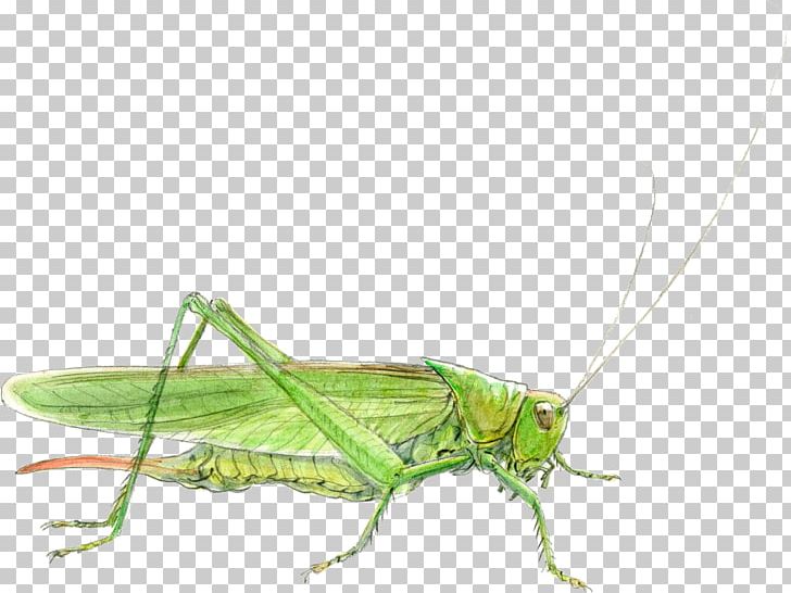 Grasshopper Cricket Locust Sauterelle Tettigonia Viridissima PNG, Clipart, Animal, Arthropod, Bein, Cricket, Cricket Like Insect Free PNG Download