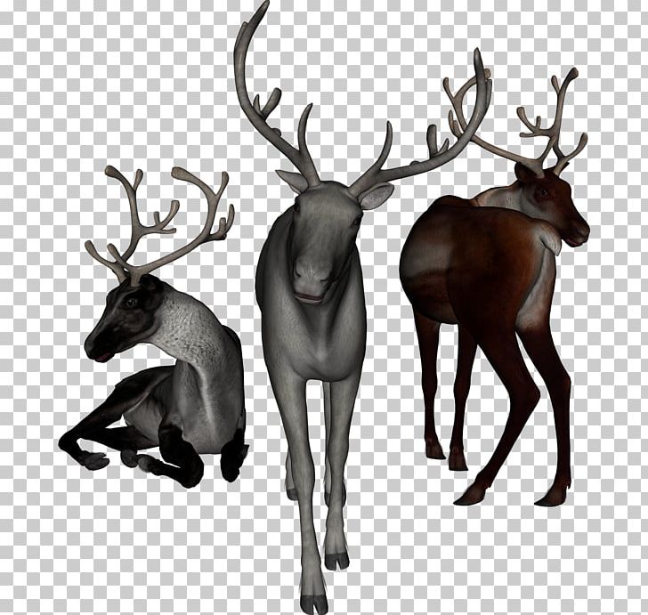 Reindeer Elk White-tailed Deer Moose PNG, Clipart, Animal, Antler, Cartoon, Deer, Drawing Free PNG Download