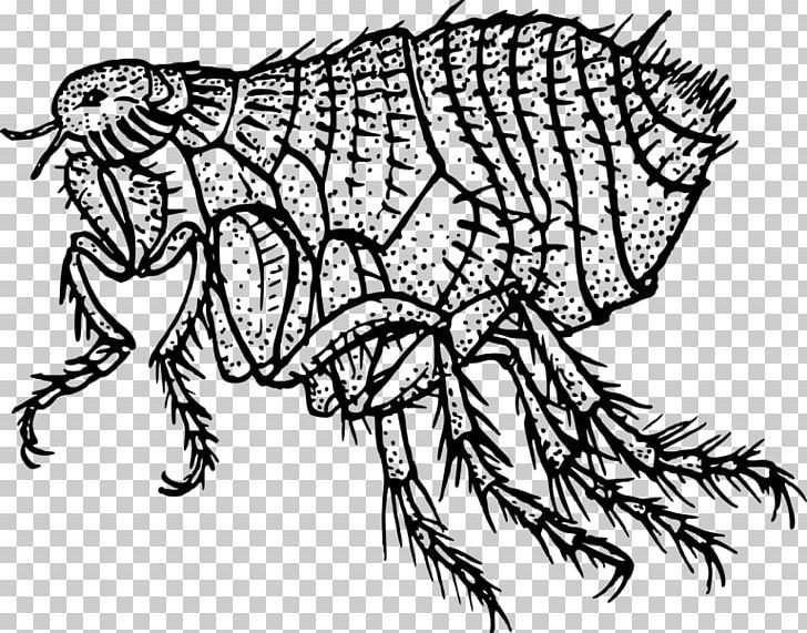 Flea Dog Black Death Insect PNG, Clipart, Animal, Art, Artwork, Black And White, Black Death Free PNG Download
