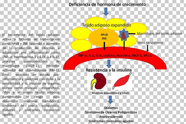 Graphics Font Brand Organism Line PNG, Clipart, Area, Brand, Dar, Diagram, Growth Hormone Deficiency Free PNG Download