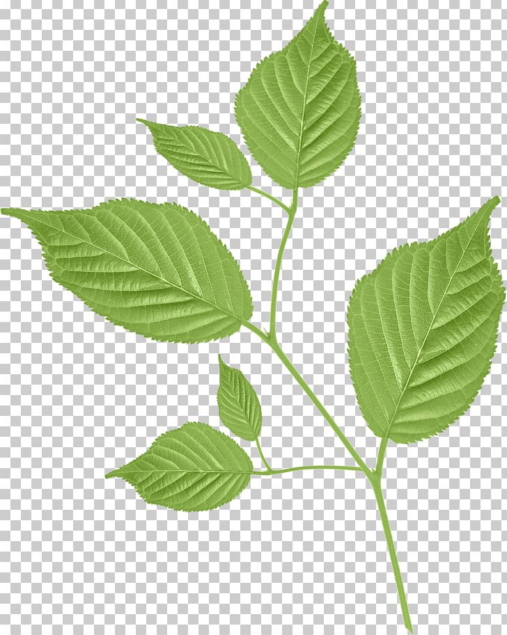 Leaf Petal Branch PNG, Clipart, Abscission, Branch, Flower, Green, Leaf Free PNG Download