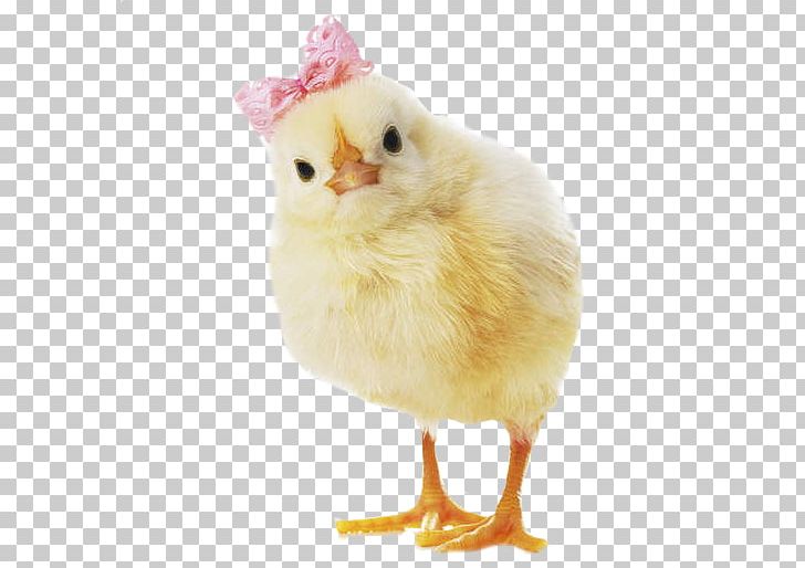 Chicken Stock Photography Infant Bird Kifaranga PNG, Clipart, Animals, Beak, Bird, Bow, Chick Free PNG Download