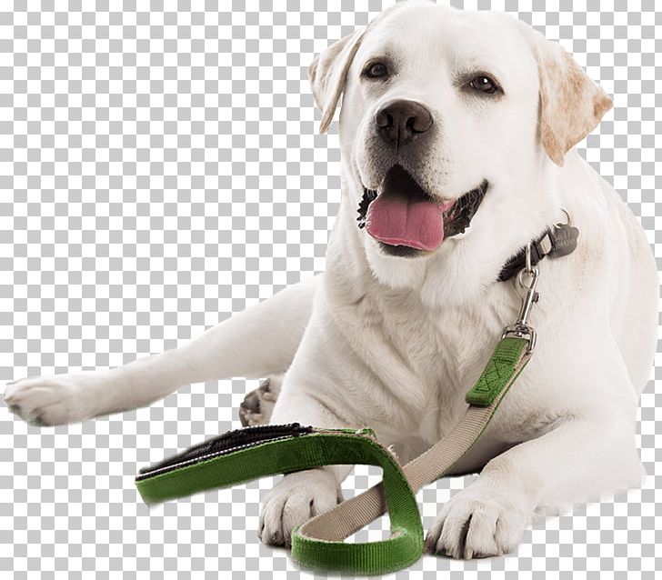 Labrador Retriever Leash Golden Retriever Puppy Dog Training PNG, Clipart, Collar, Companion Dog, Dog, Dog Breed, Dog Collar Free PNG Download