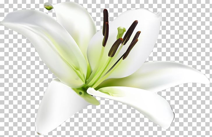 Lilium Flower Google Search Google S PNG, Clipart, Business, Cut Flowers, Fleurdelis, Flower, Flowering Plant Free PNG Download