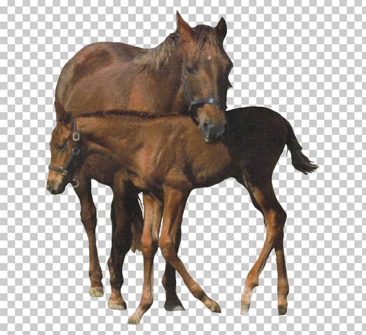 Pony American Miniature Horse Provence Donkey Andalusian Donkey Clydesdale Horse PNG, Clipart, American Miniature Horse, Andalusian Donkey, Animal, Clydesdale Horse, Colt Free PNG Download