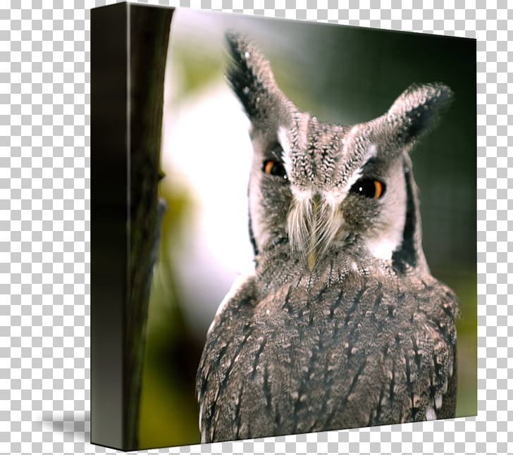 Southern White-faced Owl Northern White-faced Owl Bird Eastern Screech Owl Tawny Owl PNG, Clipart, Animals, Barn Owl, Beak, Bird, Bird Of Prey Free PNG Download