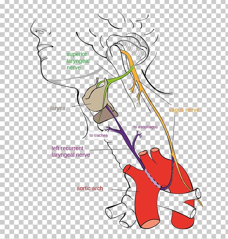 Vagus Nerve Recurrent Laryngeal Nerve Larynx Superior Laryngeal Nerve PNG, Clipart, Angle, Area, Art, Cartoon, Clothing Free PNG Download