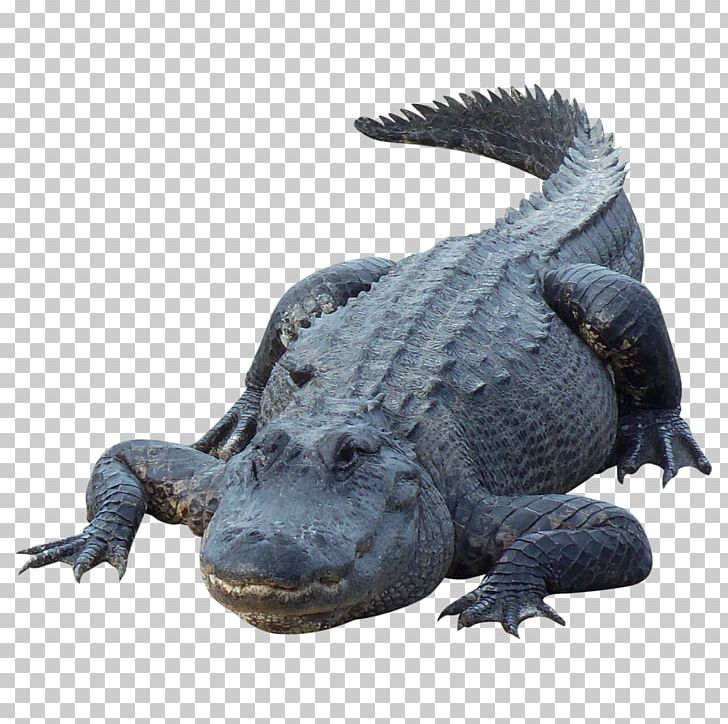 Alligator Crocodile PNG, Clipart, Alligator, American Alligator, Animals, Caiman, Computer Icons Free PNG Download
