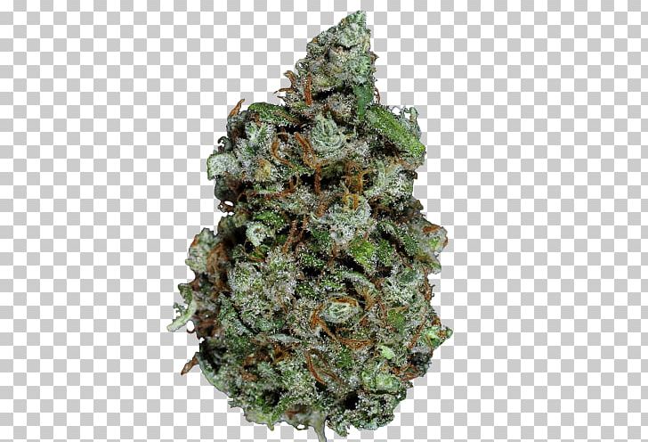 Cannabis Spruce Hemp PNG, Clipart, Cannabis, Fractal, Hemp, Hemp Family, Nature Free PNG Download