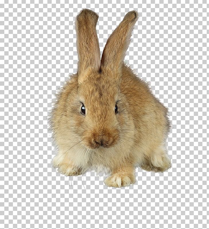 Domestic Rabbit Gxf6ppingen Rechberg Drei Kaiserberge Stuifen PNG, Clipart, Animals, Cut, Cute Animal, Cute Animals, Cute Border Free PNG Download