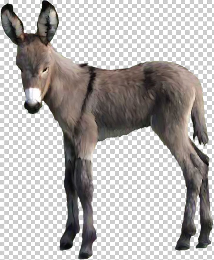 Donkey Animal PNG, Clipart, Animal Donkey, Animals, Centerblog, Domestic Animal, Donkey Cartoon Free PNG Download