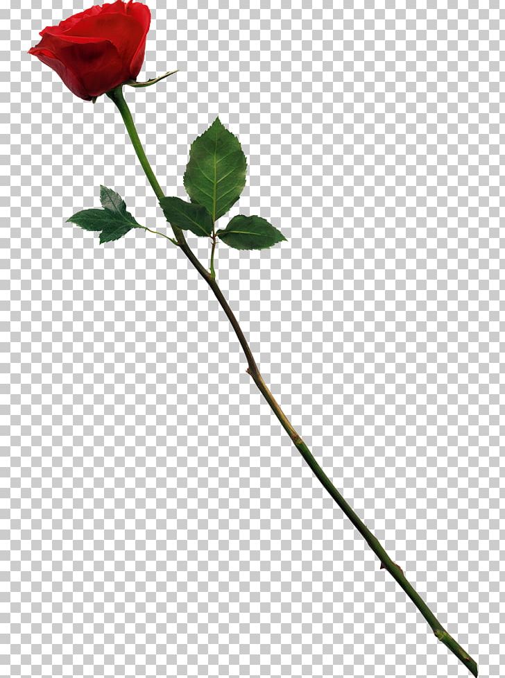 Rose PNG, Clipart, Branch, Bud, Cut Flowers, Document, Flora Free PNG Download