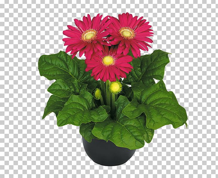 Transvaal Daisy Daisy Family Cut Flowers Chrysanthemum MIDI PNG, Clipart, Annual Plant, Aster, Chrysanthemum, Chrysanths, Cut Flowers Free PNG Download