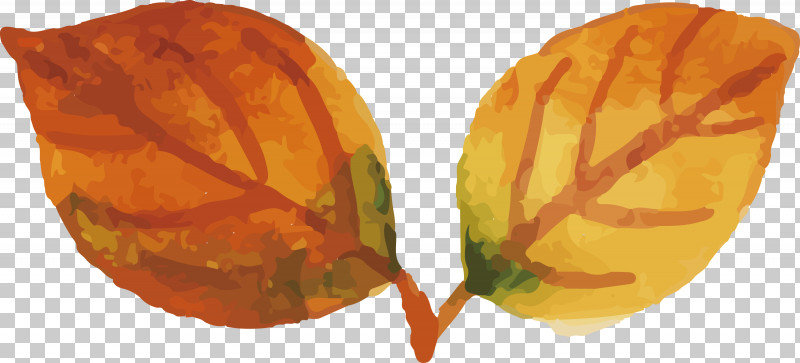 Cape Gooseberry Groundcherry Commodity PNG, Clipart, Cape Gooseberry, Commodity, Groundcherry, Watercolor Autumn, Watercolor Autumn Leaf Free PNG Download