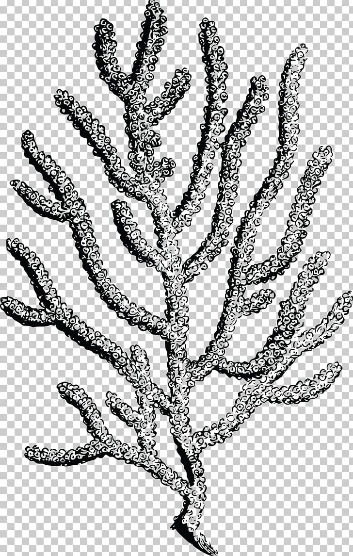 Coral Reef PNG, Clipart, Black And White, Branch, Color, Coral, Coral Reef Free PNG Download
