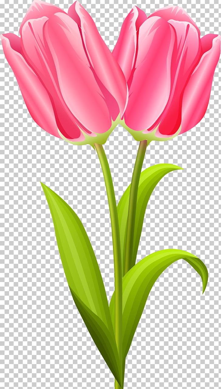 Cut Flowers Tulip Flowering Plant Flower Bouquet PNG, Clipart, Bud, Cut Flowers, Floristry, Flower, Flower Bouquet Free PNG Download