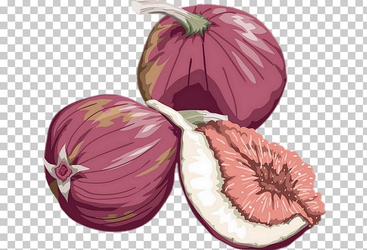 Fruit Drawing Common Fig PNG, Clipart, Auglis, Barbary Fig, Commodity, Common Fig, Drawing Free PNG Download