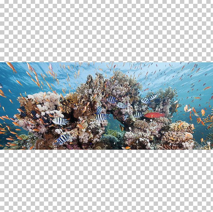 Glen Cowans Underwater Photography Coral Reef Underwater Photography PNG, Clipart, Art, Artist, Art Museum, Coral, Coral Reef Free PNG Download