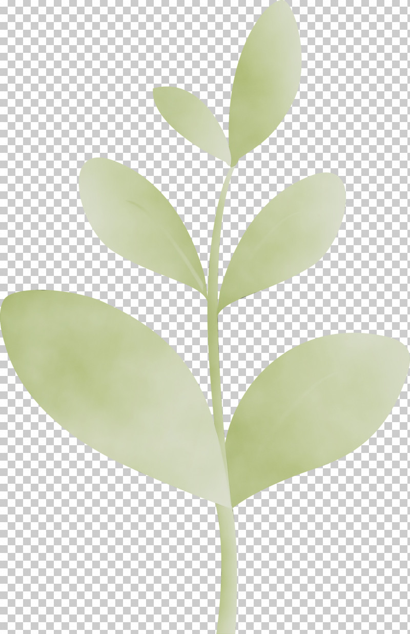 Leaf Green Plant Flower Tree PNG, Clipart, Bud, Flower, Flush, Green, Hypericum Free PNG Download