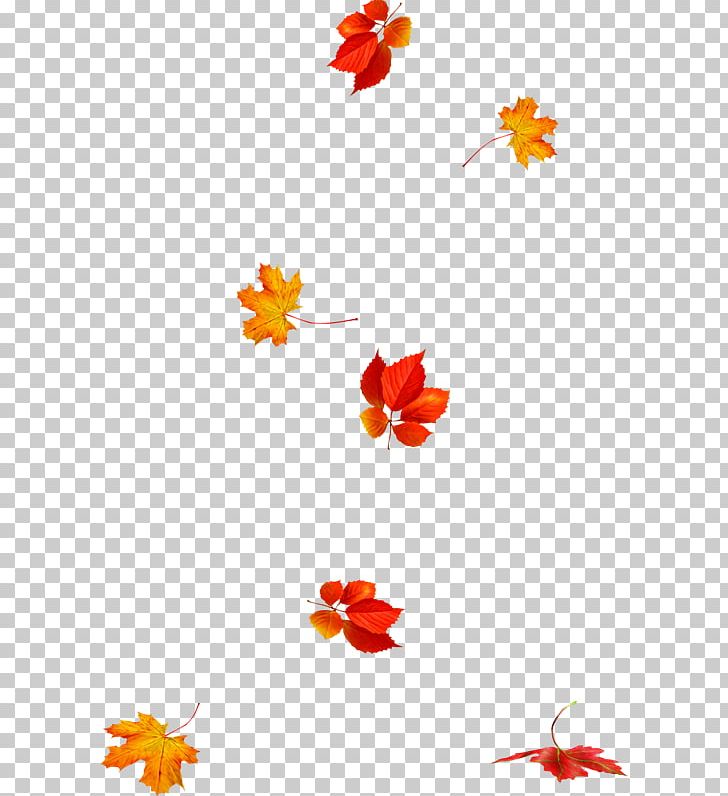 Autumn Leaves Leaf Animation Photography PNG, Clipart, Animation, Autumn, Autumn Leaves, Drawing, Flora Free PNG Download