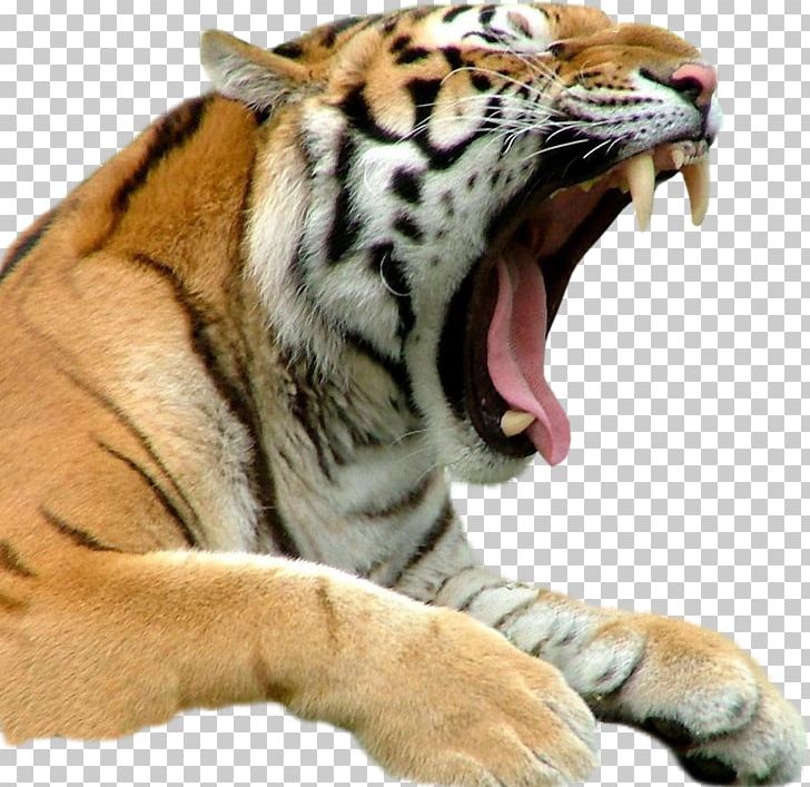 Bengal Tiger White Tiger Only In Bridgeport Cat Biting PNG, Clipart, Aggression, Animal, Animals, Big Cat, Big Cats Free PNG Download